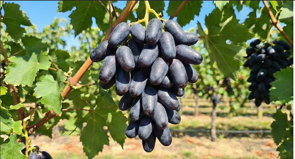 Sweet Sapphire Grapes Seed Pack of 20