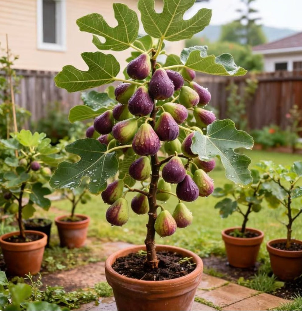brown turkey fig seeds buy 1 get-1-free