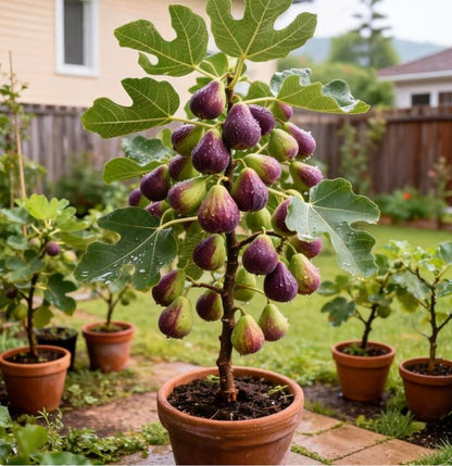 brown turkey fig seeds buy 1 get-1-free