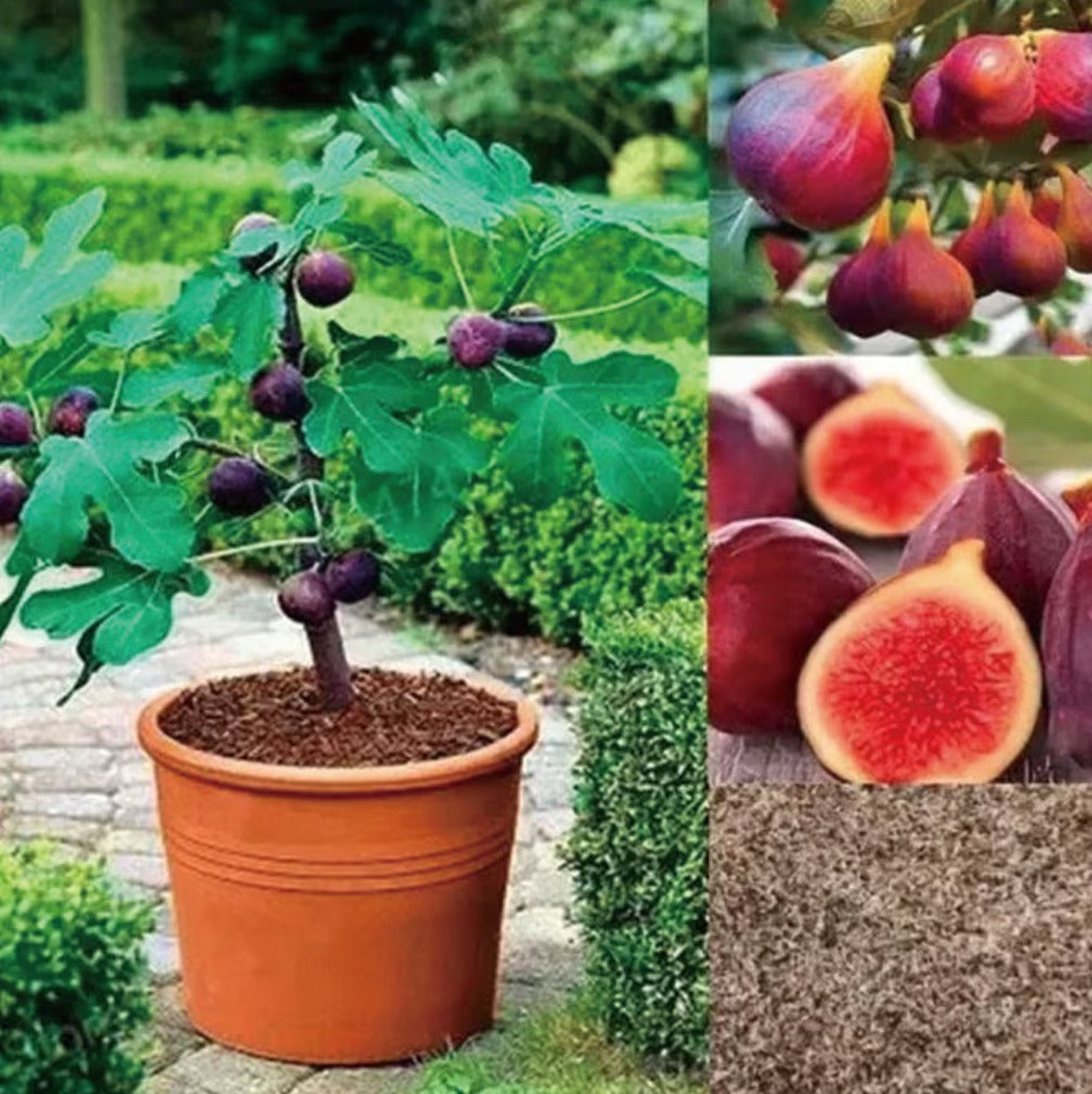 brown turkey fig seeds buy 1 get-1-free