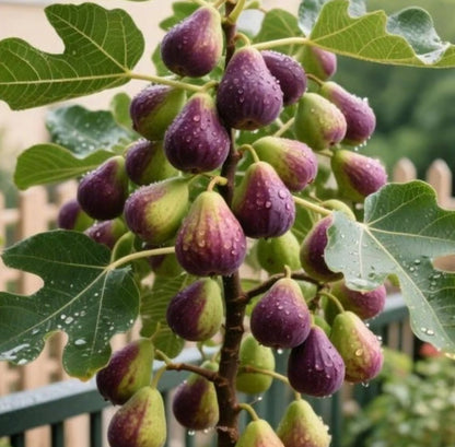 brown turkey fig seeds buy 1 get-1-free