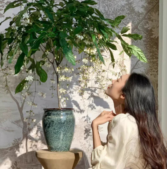 Jasmine Seeds buy 1 get 1 free